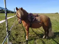 Прокат на лошадях