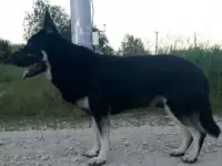 Щегки ВЕО (восточноевропейской овчарки)