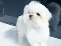 Щенки мальтийской болонки, фотография 4