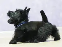 скотч терьер щенки, фотография 9