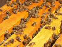 Продам Пчелопакеты