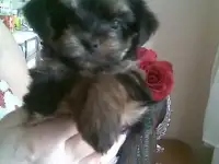 Продажа мальчик 2 месяца