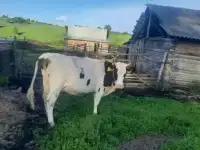 Домашняя молочная продукция, фотография 3