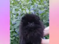 Продается щенок