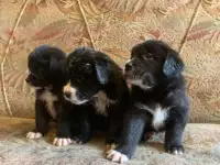 Продаю щенков Лабрадора