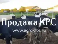 В продаже молочные нетели Черно-пестрой породы. КРС оптом живым весом