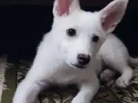 Верный друг в добрые руки