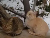 Котята мышеловки