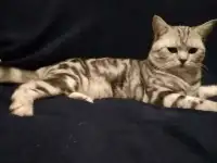 Пропал кот шотландский мраморный, фотография 2