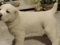 ЩЕНКИ 