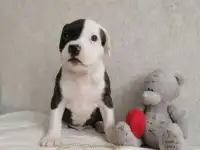 Щенки стаффа
