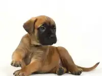 Щенки бульмастифа