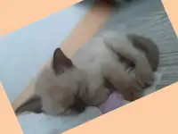 Бурманские котята, фотография 3