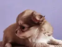 Щенки чихуахуа, фотография 2