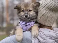 Ищет дом миниатюрная принцесса  Луна!
