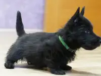 скотч терьер щенки, фотография 2