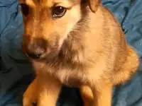 Ищет дом маленький щенок