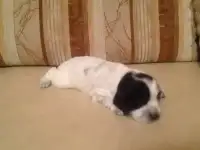 Щенки русского охотничьего спаниеля 