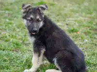 Щенки Восточноевропейской овчарки