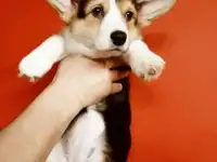 Щеночки Вельш Корги из питомника, фотография 5