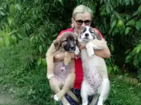 Продам щенков алабая