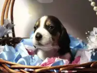 Щенки бигля