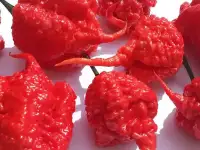 Семена острого перца Каролина Рипер