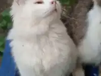 Отдам в добрые руки
