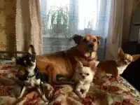 Зоогостиница