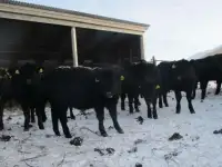 Абердин ангусс бычки и телочки
