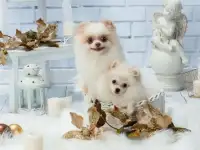 Белый Мальчик Померанского Шпица, фотография 4