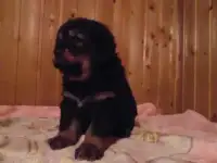 Щенки Тибетского мастифа