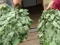 веники дубовые
