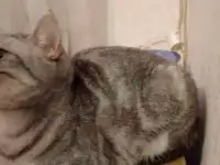 Животные отдам