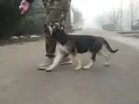 Щенки ВОСТОЧНО-ЕВРОПЕЙСКОЙ овчарки, фотография 4