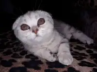 Шотландские котята из питомника