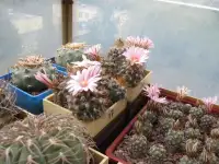 Кактусы на продажу, Turbinicarpus pseudomacrochele от Kohres
