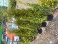 Туй смарагд