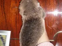Щенки Вельш корги пемброк, фотография 6