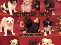 Чихуахуа щенки необычно креативного окраса