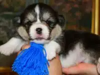 Вельш корги пемброк