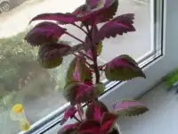 Продаю Колеус (Coleus blumei).