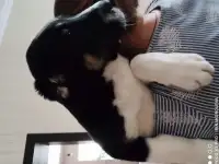 Продам щенка