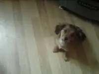 Отдам даром мини таксу
