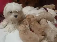 Щеночки мальтипу