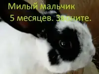красивый мальчик 5 месяцев