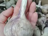 Чеснок