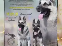 Щенки Восточноевропейской овчарки от племенных производителей