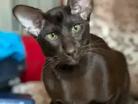 Ориентальные черные и коричневые котята, фотография 9