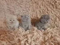 котята шотландской породы 